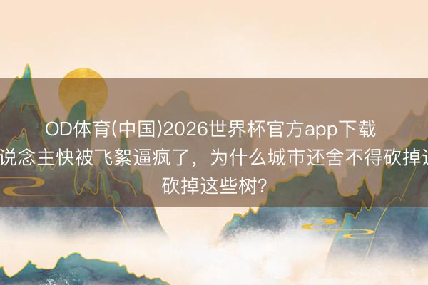OD体育(中国)2026世界杯官方app下载 年青东说念主快被飞絮逼疯了，为什么城市还舍不得砍掉这些树？