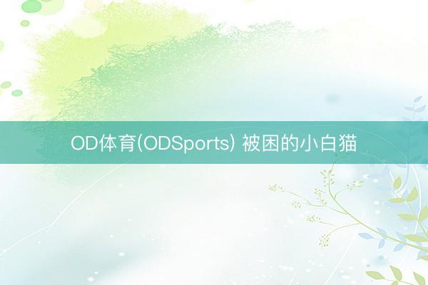 OD体育(ODSports) 被困的小白猫